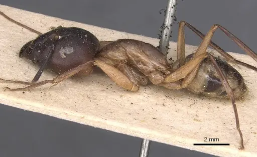 Camponotus maculatus specimen CASENT0905278 image casent0905278_3