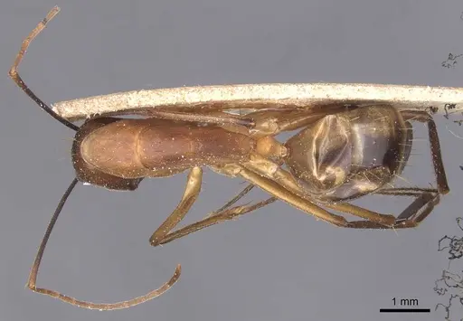 Camponotus maculatus specimen CASENT0905279 image casent0905279_1