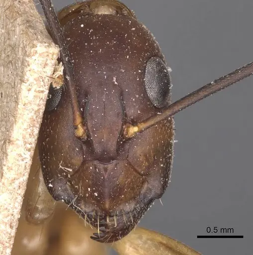 Camponotus maculatus specimen CASENT0905279 image casent0905279_2