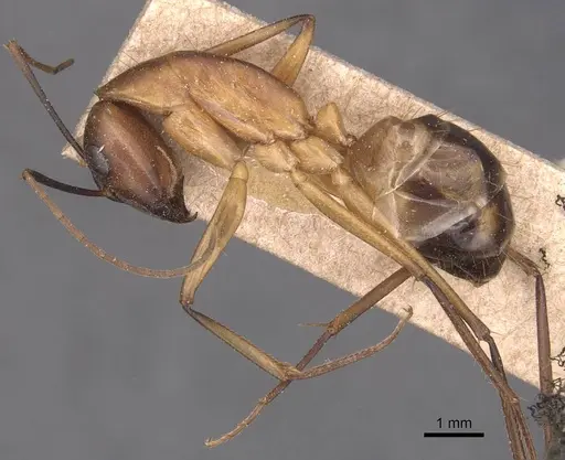 Camponotus maculatus specimen CASENT0905279 image casent0905279_3