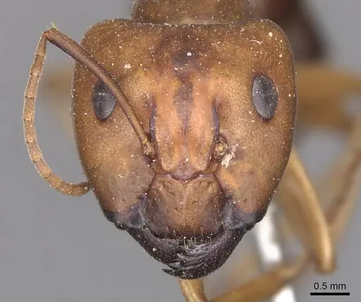 Camponotus maculatus specimen CASENT0905335 image casent0905335_2