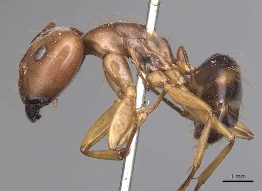 Camponotus maculatus specimen CASENT0905335 image casent0905335_3