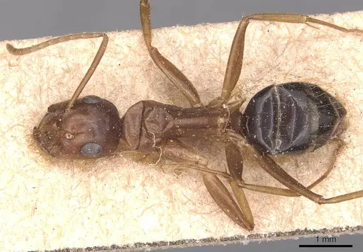 Camponotus maculatus specimen CASENT0905336 image casent0905336_1