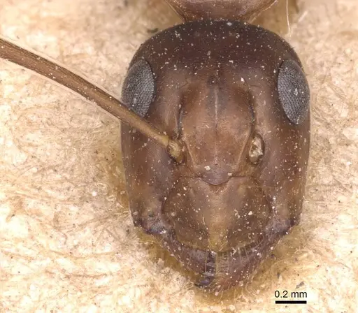 Camponotus maculatus specimen CASENT0905336 image casent0905336_2