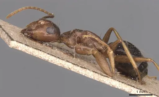 Camponotus maculatus specimen CASENT0905336 image casent0905336_3