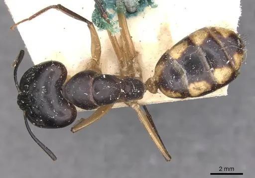 Camponotus maculatus specimen CASENT0910049 image casent0910049_1