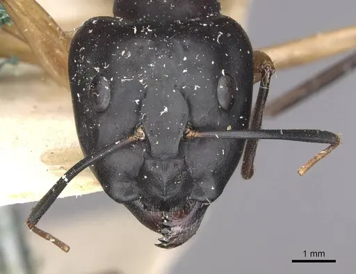 Camponotus maculatus specimen CASENT0910049 image casent0910049_2