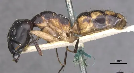 Camponotus maculatus specimen CASENT0910049 image casent0910049_3