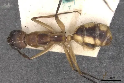 Camponotus maculatus specimen CASENT0910050 image casent0910050_1