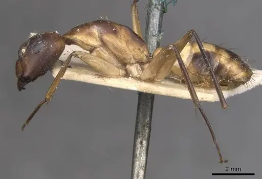 Camponotus maculatus specimen CASENT0910050 image casent0910050_3