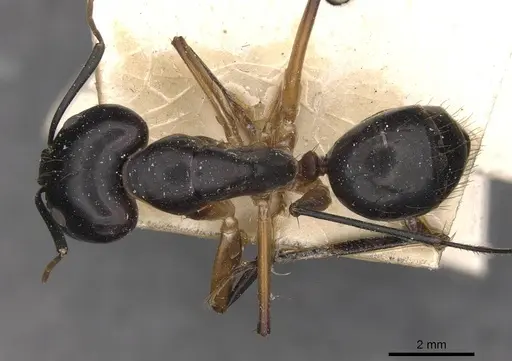 Camponotus maculatus specimen CASENT0910051 image casent0910051_1