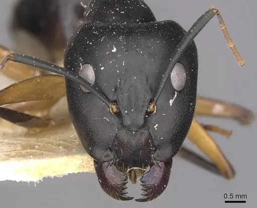 Camponotus maculatus specimen CASENT0910051 image casent0910051_2