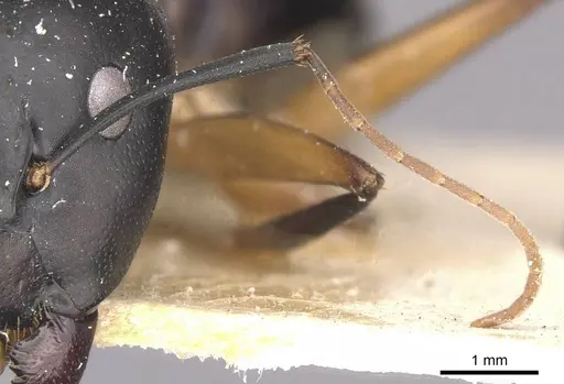 Camponotus maculatus specimen CASENT0910051 image casent0910051_3