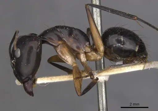 Camponotus maculatus specimen CASENT0910051 image casent0910051_4