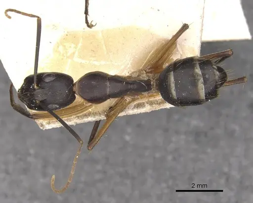 Camponotus maculatus specimen CASENT0910052 image casent0910052_1
