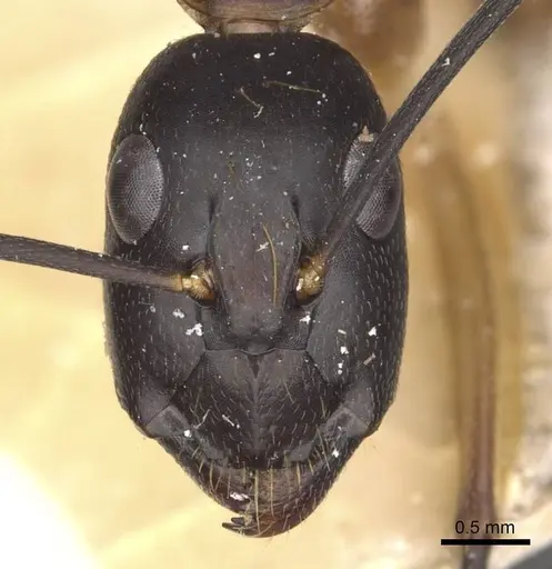 Camponotus maculatus specimen CASENT0910052 image casent0910052_2