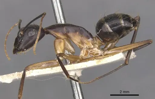 Camponotus maculatus specimen CASENT0910052 image casent0910052_3