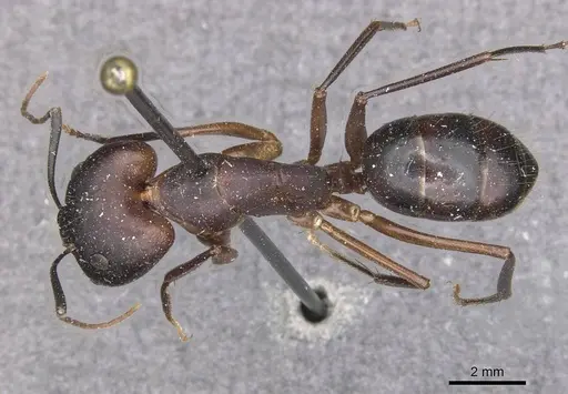 Camponotus maculatus specimen CASENT0910053 image casent0910053_1