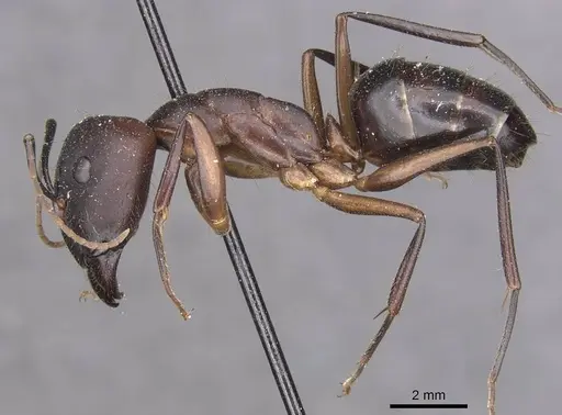 Camponotus maculatus specimen CASENT0910053 image casent0910053_3