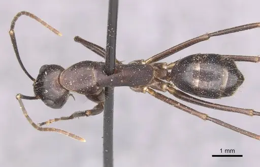 Camponotus maculatus specimen CASENT0910054 image casent0910054_1