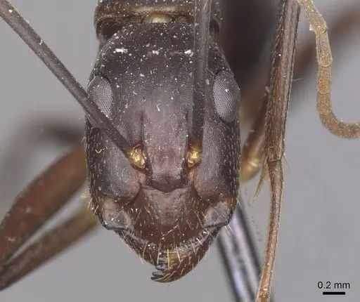 Camponotus maculatus specimen CASENT0910054 image casent0910054_2