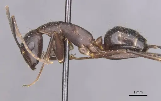 Camponotus maculatus specimen CASENT0910054 image casent0910054_3