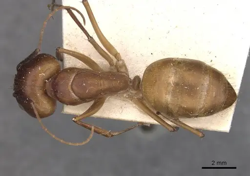 Camponotus maculatus specimen CASENT0910055 image casent0910055_1