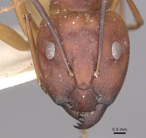 Camponotus maculatus specimen CASENT0910055 image casent0910055_2