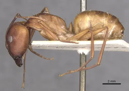 Camponotus maculatus specimen CASENT0910055 image casent0910055_3