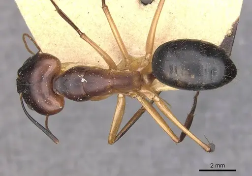 Camponotus maculatus specimen CASENT0910056 image casent0910056_1