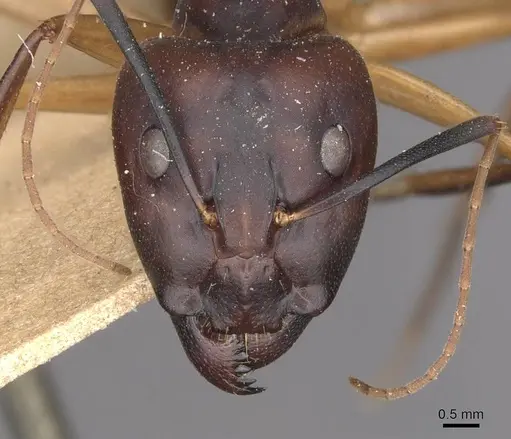 Camponotus maculatus specimen CASENT0910056 image casent0910056_2