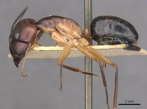 Camponotus maculatus specimen CASENT0910056 image casent0910056_3