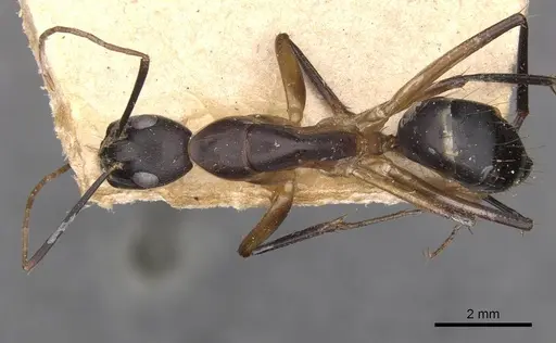 Camponotus maculatus specimen CASENT0910057 image casent0910057_1