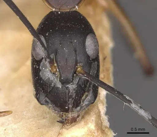 Camponotus maculatus specimen CASENT0910057 image casent0910057_2
