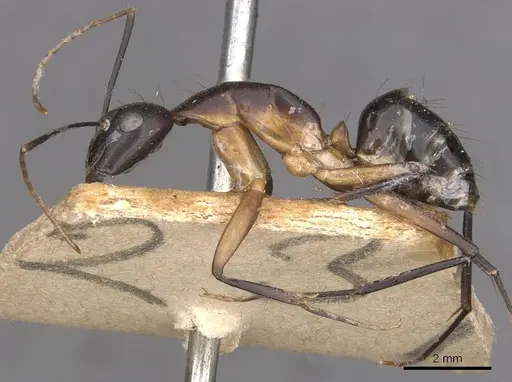 Camponotus maculatus specimen CASENT0910057 image casent0910057_3