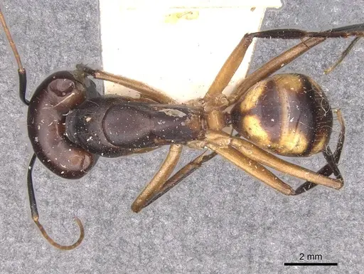 Camponotus maculatus specimen CASENT0910060 image casent0910060_1