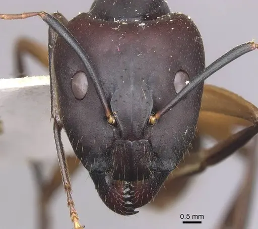 Camponotus maculatus specimen CASENT0910060 image casent0910060_2