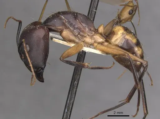 Camponotus maculatus specimen CASENT0910060 image casent0910060_3