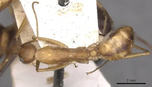 Camponotus maculatus specimen CASENT0910061 image casent0910061_1