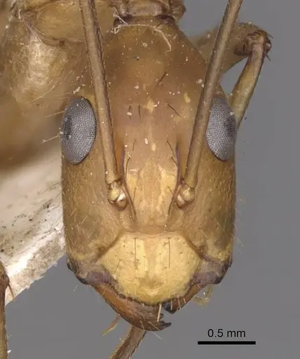 Camponotus maculatus specimen CASENT0910061 image casent0910061_2