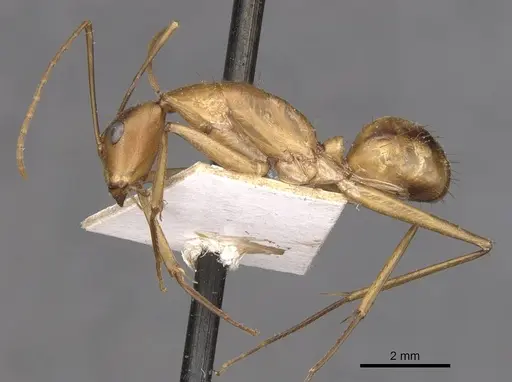 Camponotus maculatus specimen CASENT0910061 image casent0910061_3