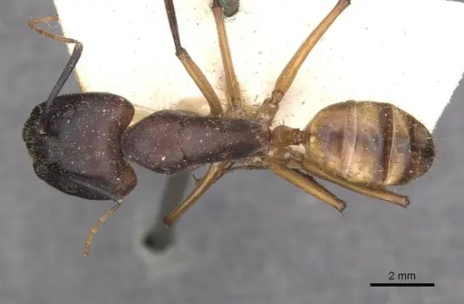 Camponotus maculatus specimen CASENT0910062 image casent0910062_1