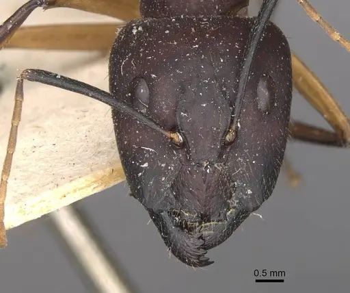 Camponotus maculatus specimen CASENT0910062 image casent0910062_2