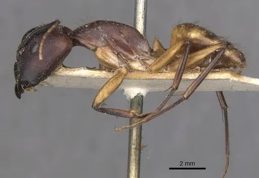 Camponotus maculatus specimen CASENT0910062 image casent0910062_3