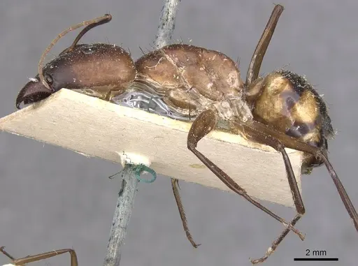 Camponotus maculatus specimen CASENT0910063 image casent0910063_3