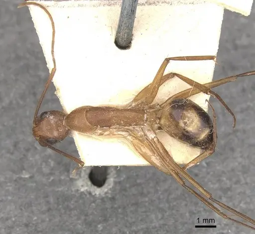 Camponotus maculatus specimen CASENT0910064 image casent0910064_1