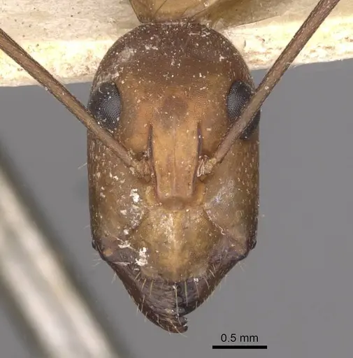 Camponotus maculatus specimen CASENT0910064 image casent0910064_2
