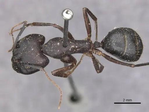 Camponotus maculatus specimen CASENT0910065 image casent0910065_1