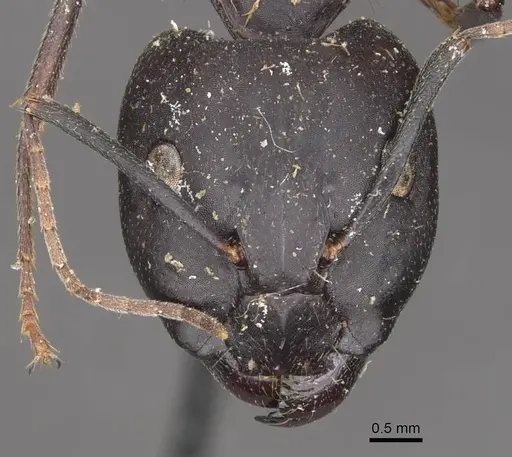 Camponotus maculatus specimen CASENT0910065 image casent0910065_2