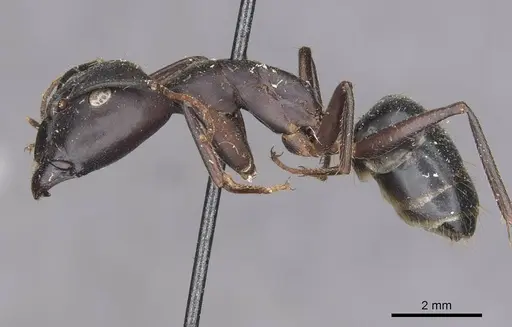 Camponotus maculatus specimen CASENT0910065 image casent0910065_3
